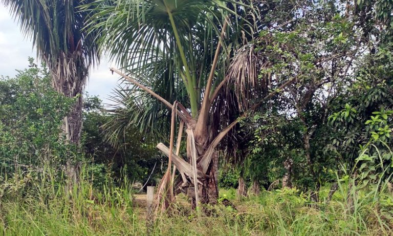 remote-controlled lawn mower used in palm tree plantation